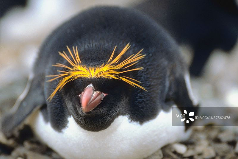 长冠企鹅图片素材