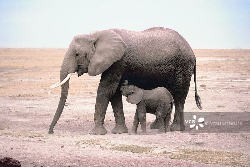 大象哺育后代图片素材