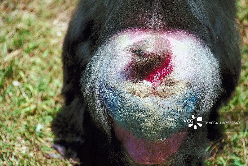 山魈的臀部图片素材