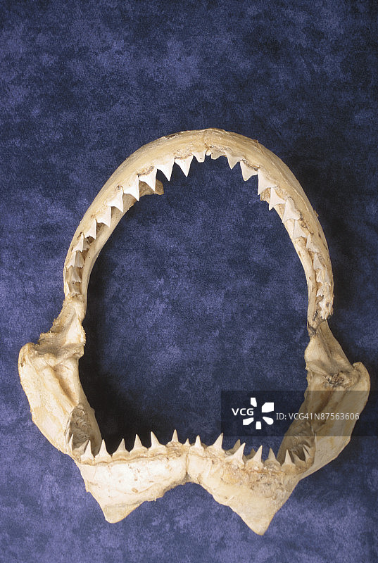 鲨鱼的颚图片素材