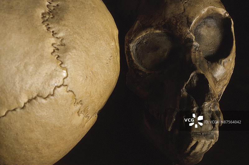 头骨的正面和背面视图图片素材