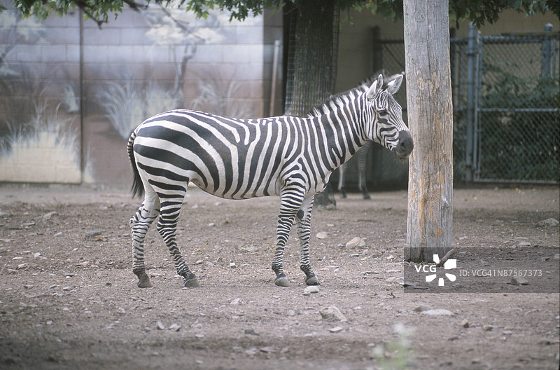 动物园里的斑马图片素材