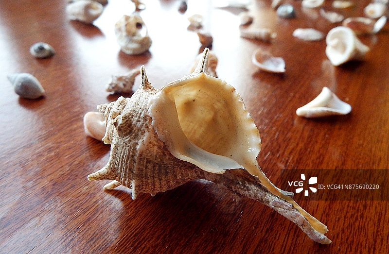 贝壳收藏图片素材