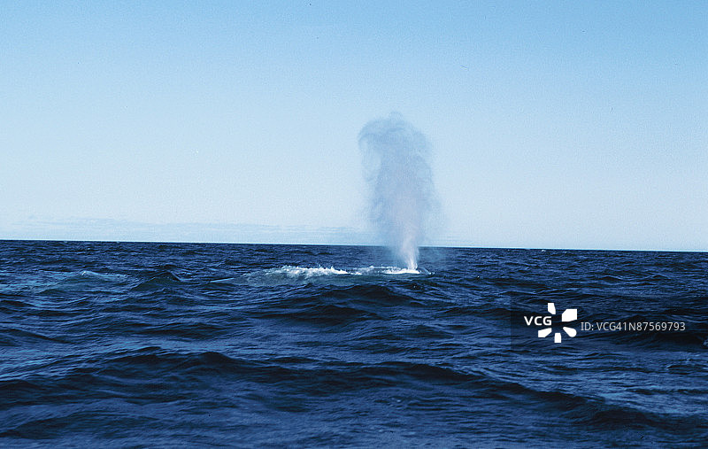 鲸鱼喷水图片素材