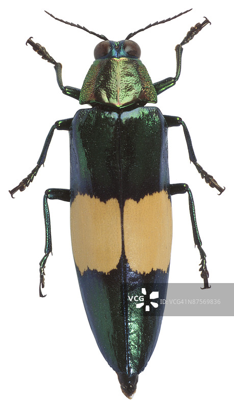 23630139图片素材