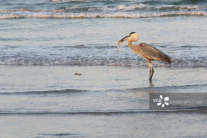 苍鹭捕鱼图片素材