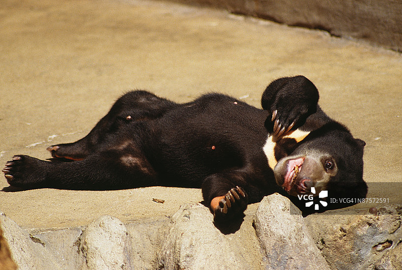 小马来熊幼崽图片素材