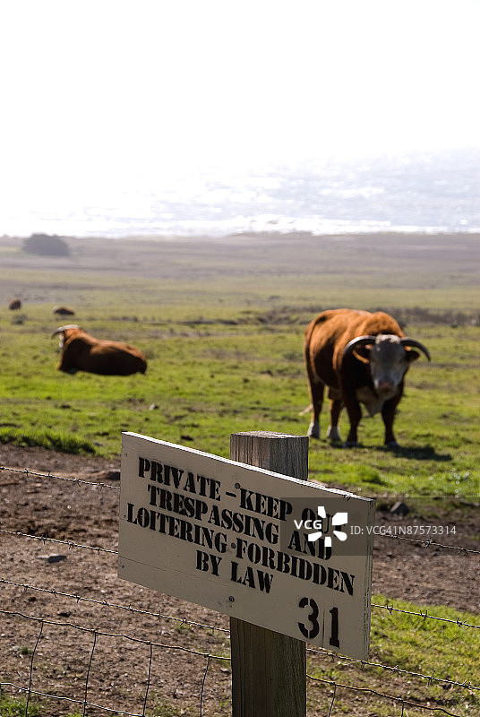 禁止进入，围栏上的警示牌与牛群图片素材