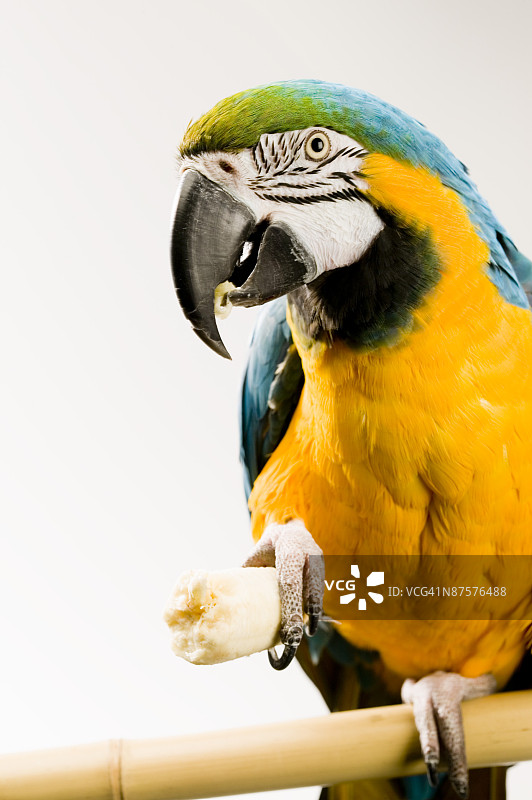蓝黄金刚鹦鹉正在吃东西图片素材