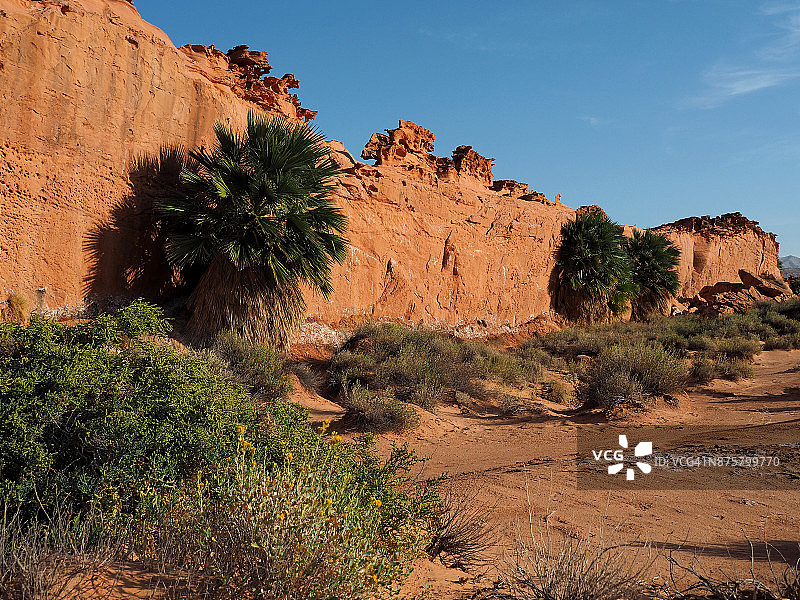 内华达州温暖砂岩墙边生长的大棕榈树图片素材