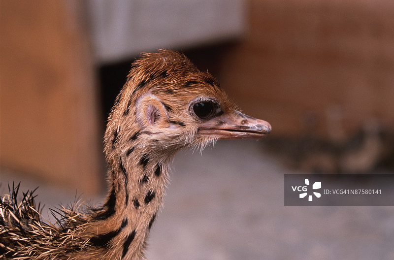 23940023图片素材