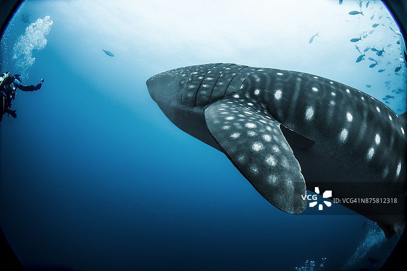 加拉帕戈斯群岛潜水员与鲸鲨图片素材