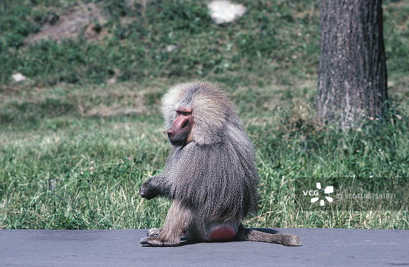 阿拉伯狒狒的侧视图图片素材