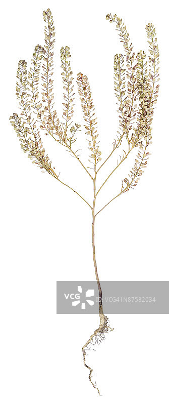 23604651图片素材