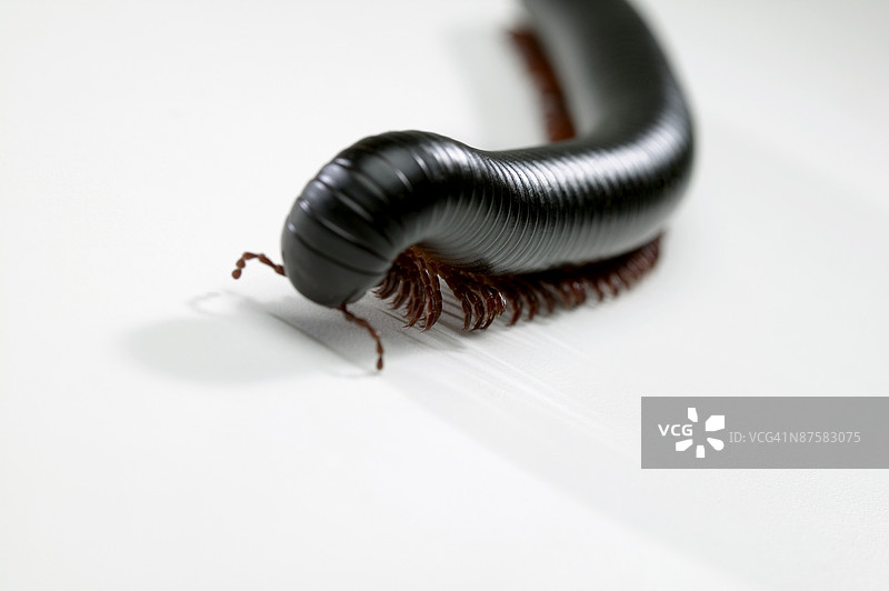 千足虫图片素材