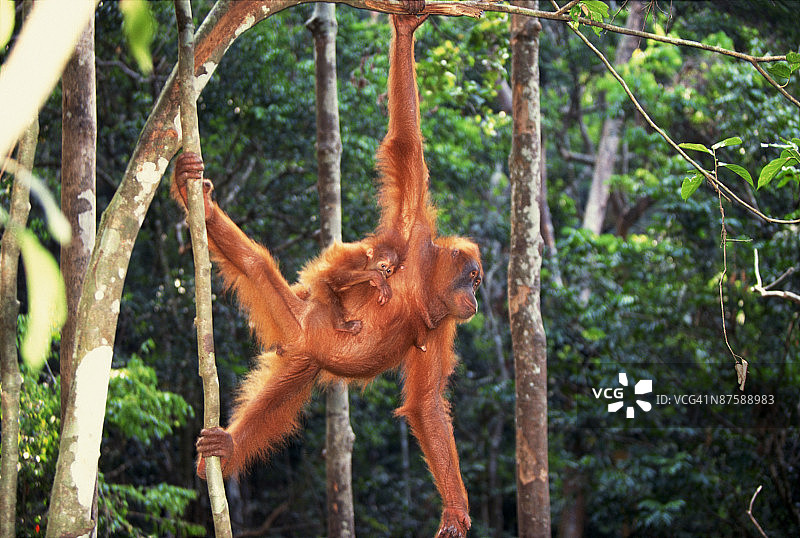 苏门答腊猩猩与后代图片素材
