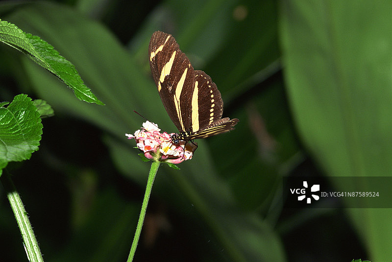 蝴蝶授粉图片素材
