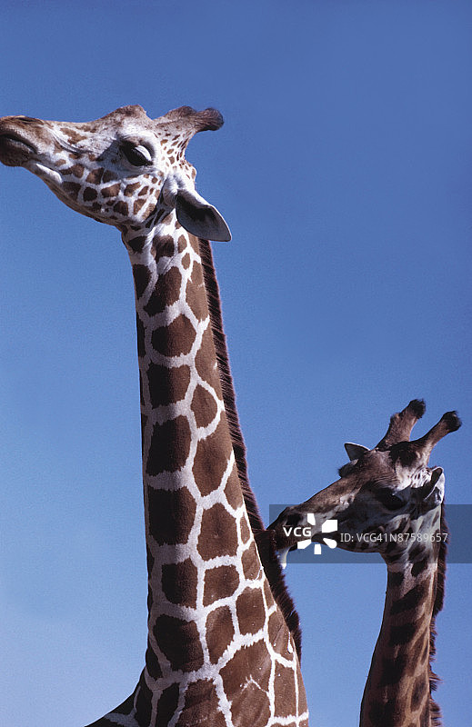 两只长颈鹿图片素材