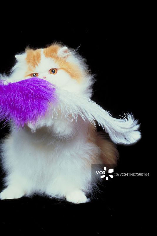 23893001图片素材