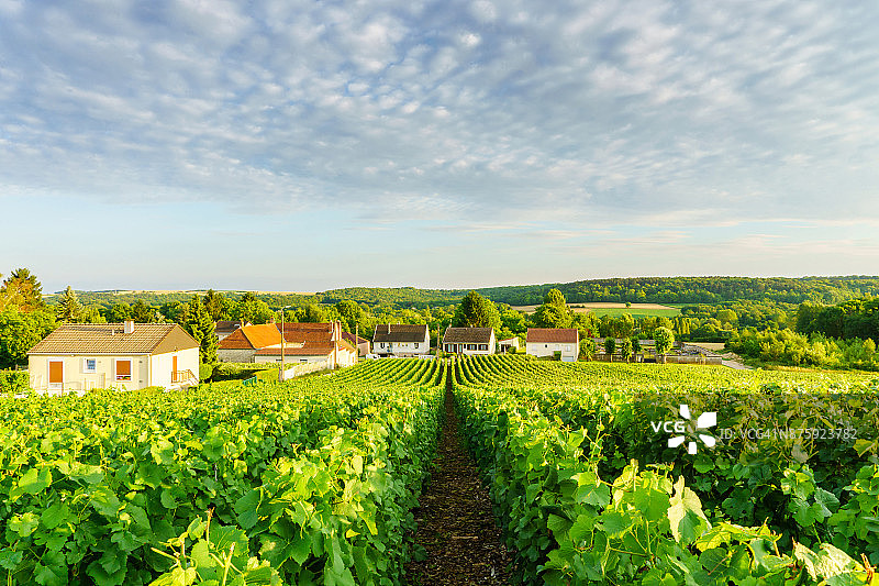 法国兰斯山香槟葡萄园中的一排葡萄藤图片素材