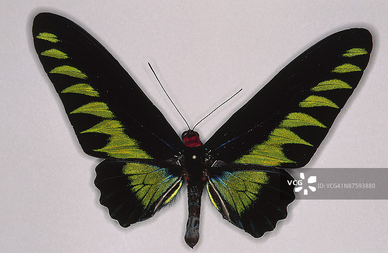 色彩斑斓的蝴蝶图片素材