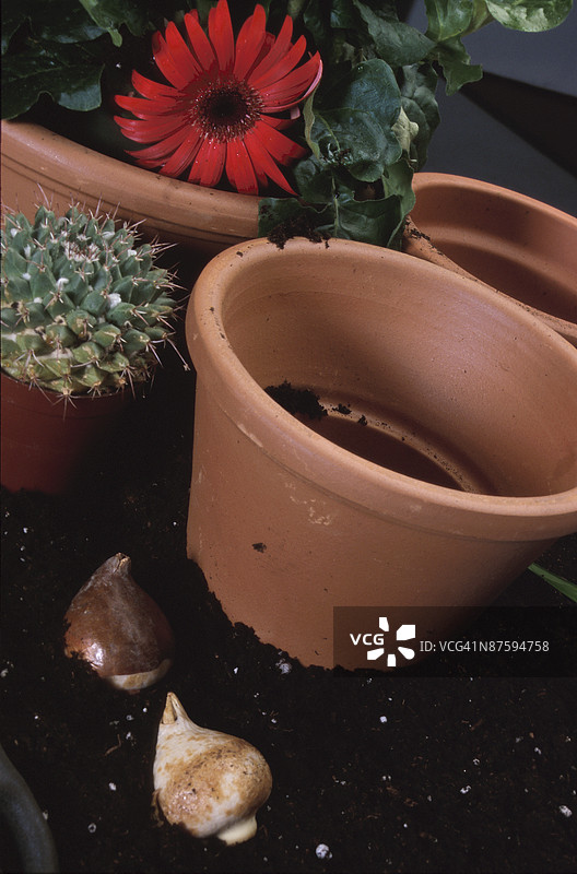 花 bulb 和花盆图片素材