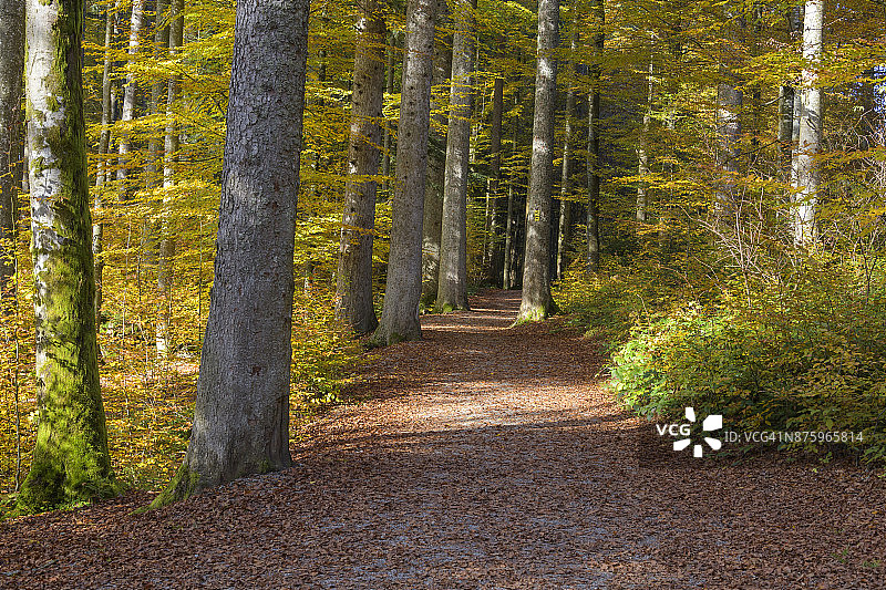穿过秋季森林的小径，新舍瑙，巴伐利亚森林国家公园，德国巴伐利亚图片素材