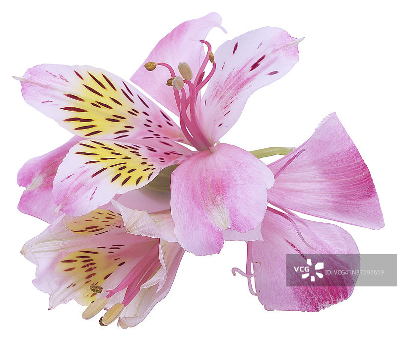 23610436图片素材