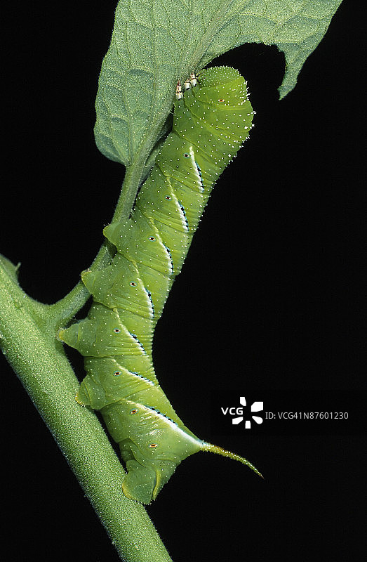 23871045图片素材