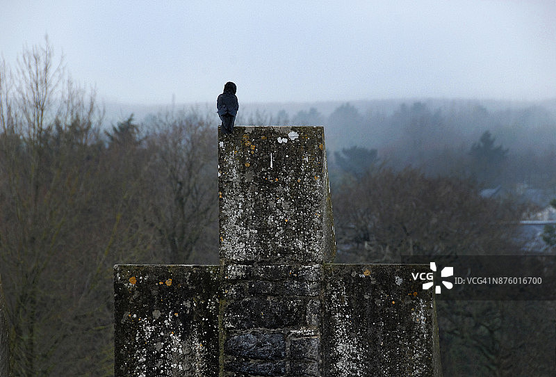 爱尔兰渡鸦图片素材