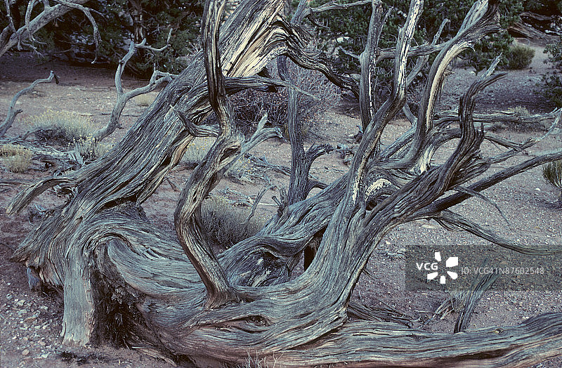 树桩上扭曲的树枝图片素材