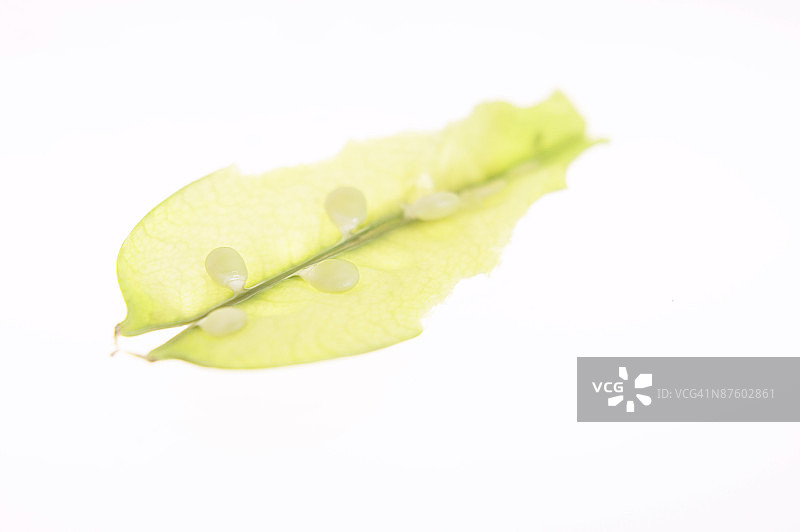 豆荚里的豌豆图片素材