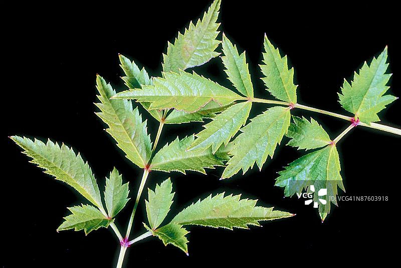 落新妇叶子图片素材