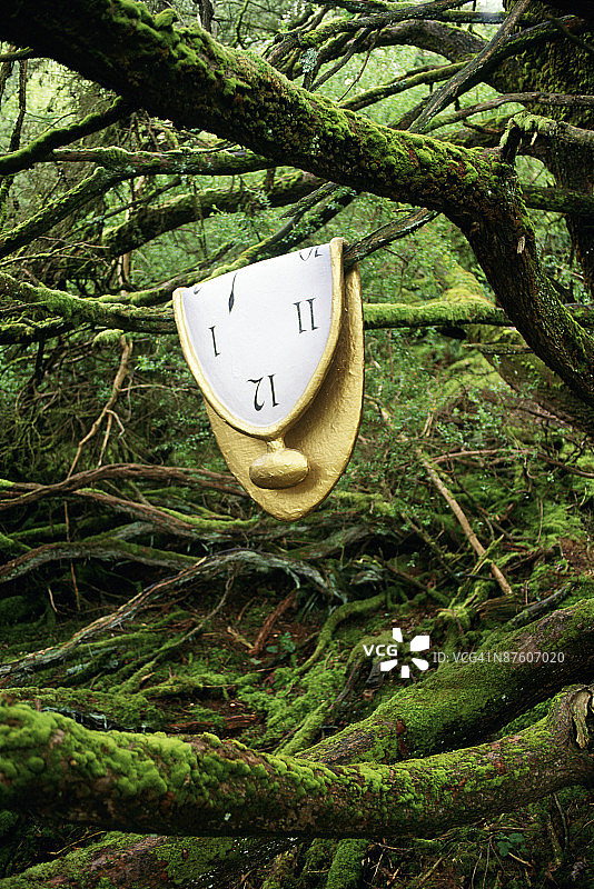 森林中悬挂在树枝上的融化时钟图片素材