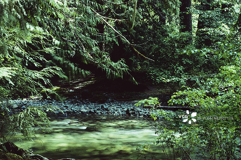 落基山脉，大教堂树林图片素材