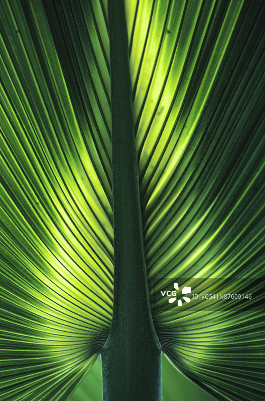 特写：棕榈叶的纹理和图案图片素材
