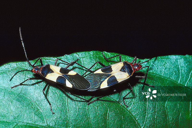 23873365图片素材