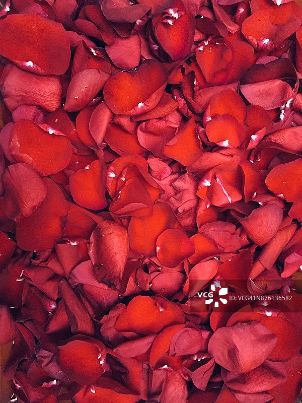 玫瑰花瓣图片素材