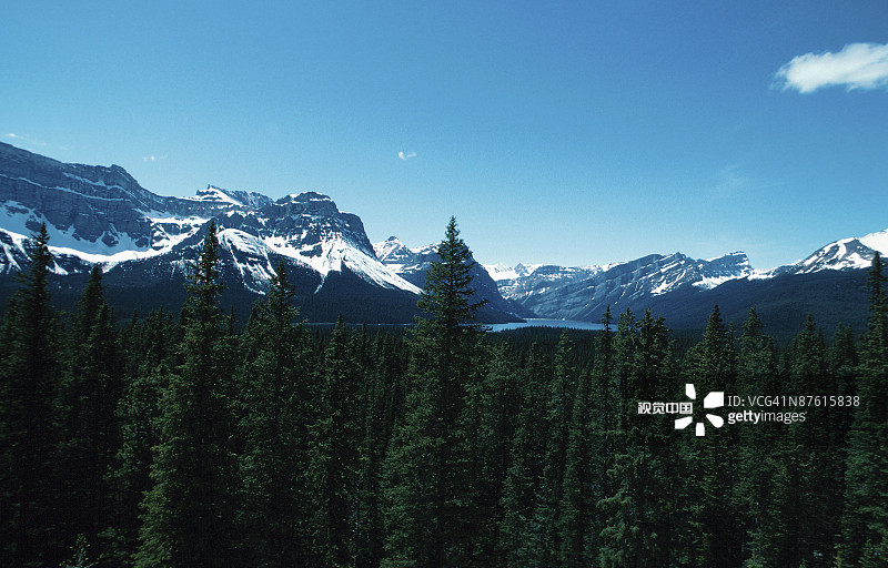 加拿大不列颠哥伦比亚省山前的松树图片素材