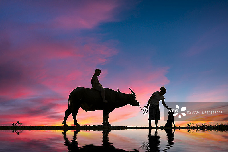 夕阳下，农民和他们的牛群回家图片素材