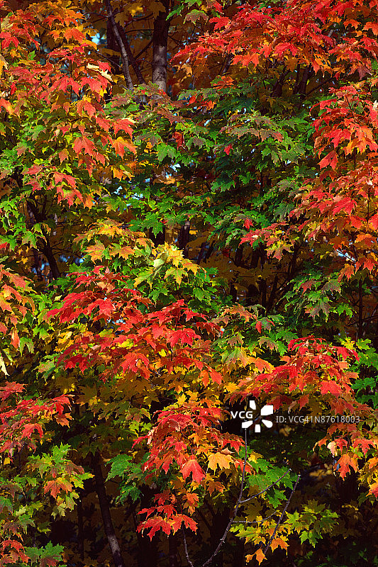 秋天的彩色叶子图片素材