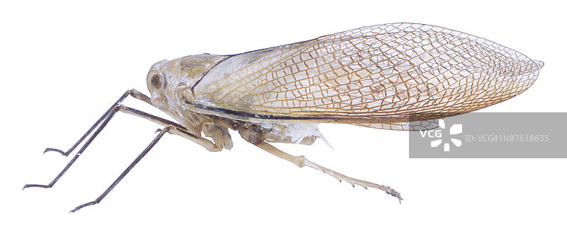 白色背景下昆虫特写镜头图片素材