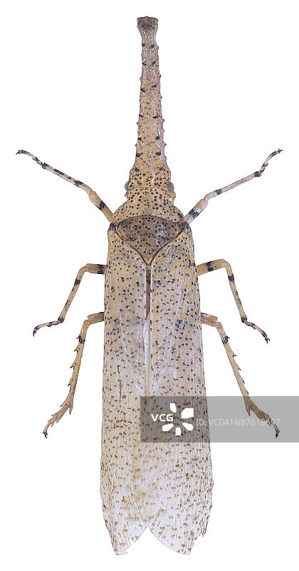 23640323图片素材