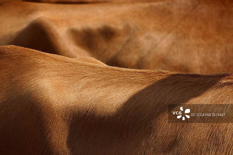 牛皮特写图片素材