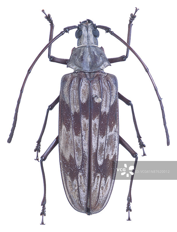 23640402图片素材