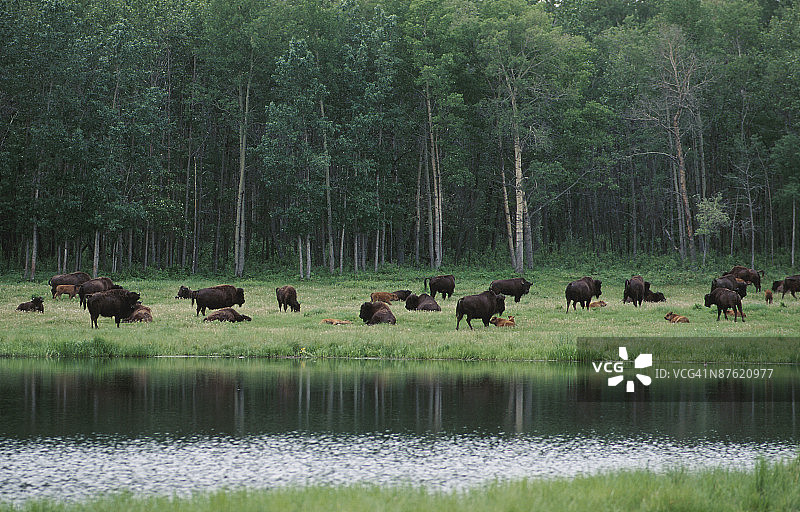 加拿大阿尔伯塔省麋鹿岛国家公园的野牛群图片素材