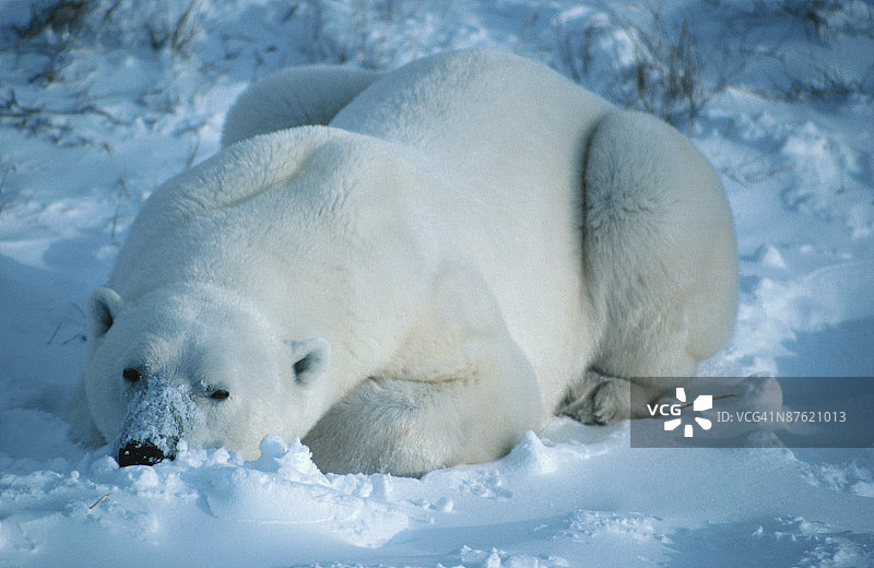 躺在冻原上的北极熊肖像图片素材