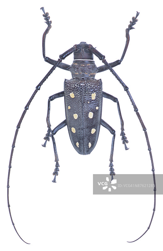 23640476图片素材