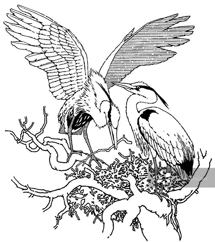 LiquidLibrary图片素材