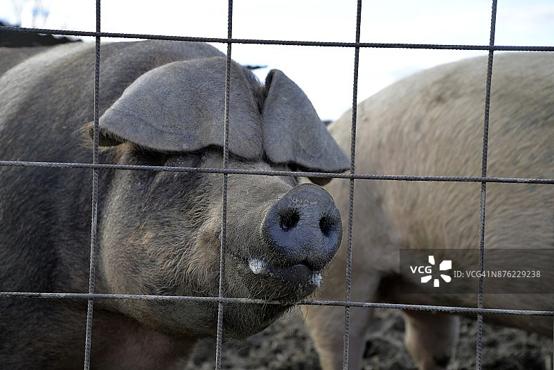 猪图片素材